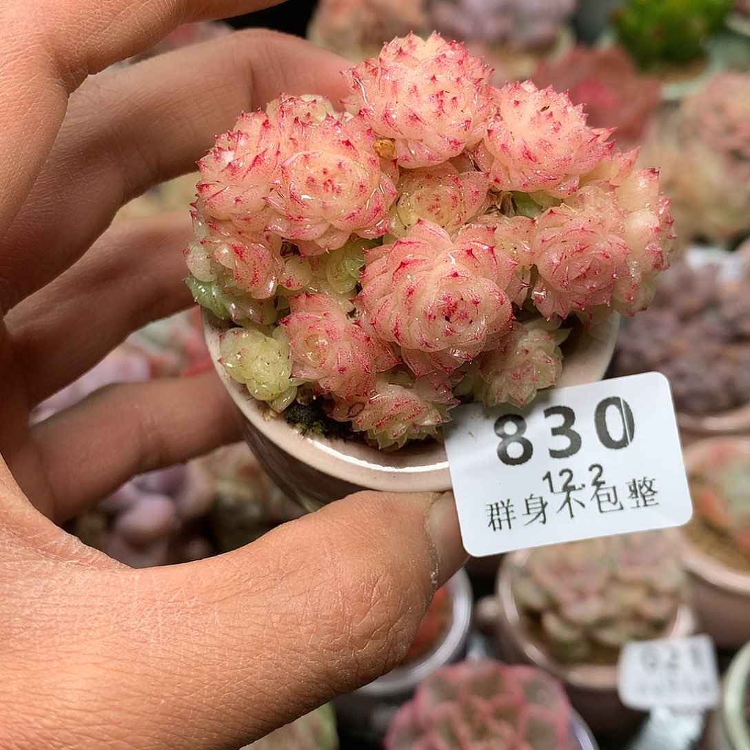 精控拇指盆12.2830