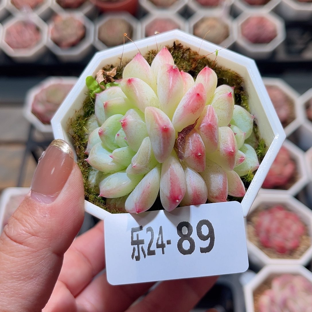 乐24-89 精选溏心