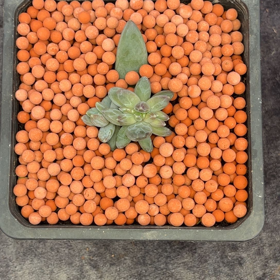 妗***衿小姐姐的多肉植物群生多肉