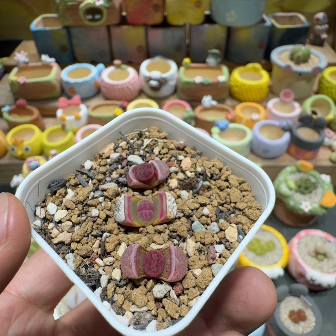 小***~蘑菇1201阿克塞尔玫瑰