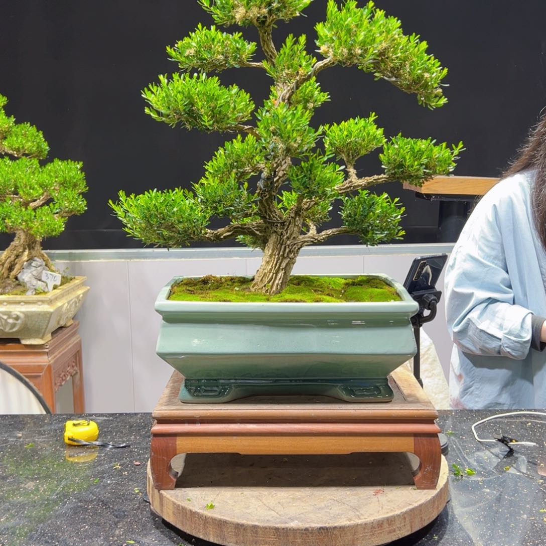 黄杨盆景老桩四季长青