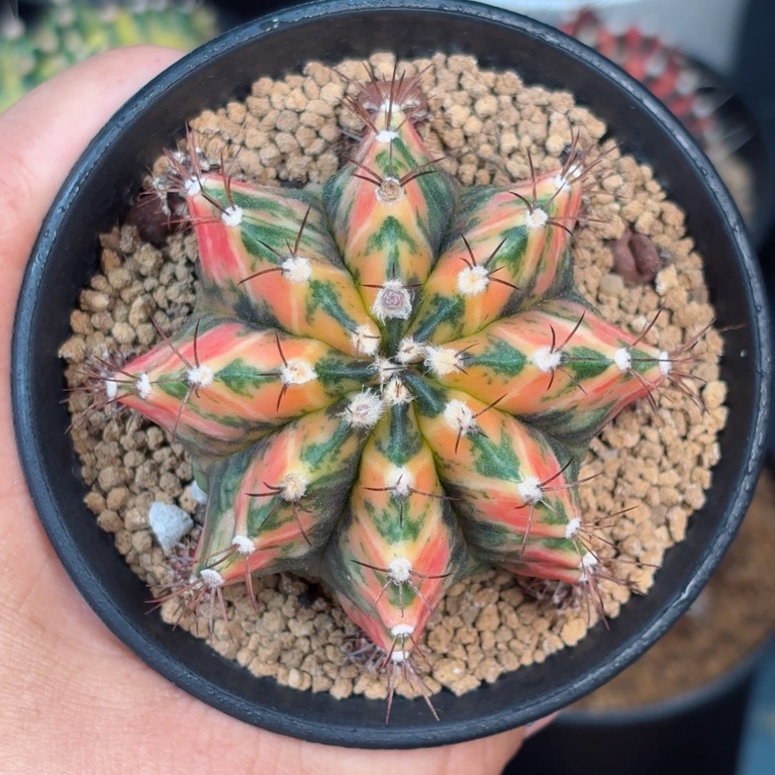 泰系米哈海神锦母本61