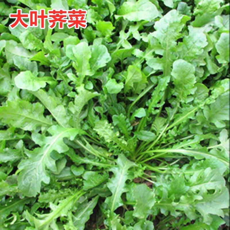 【大叶荠菜种子】荠荠菜种籽阳台小院青菜农家蔬菜种子商品图