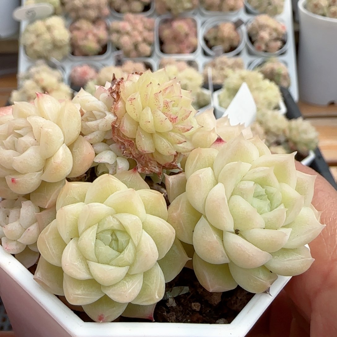 咪*包【闪购商品】0216-76（m1-22）