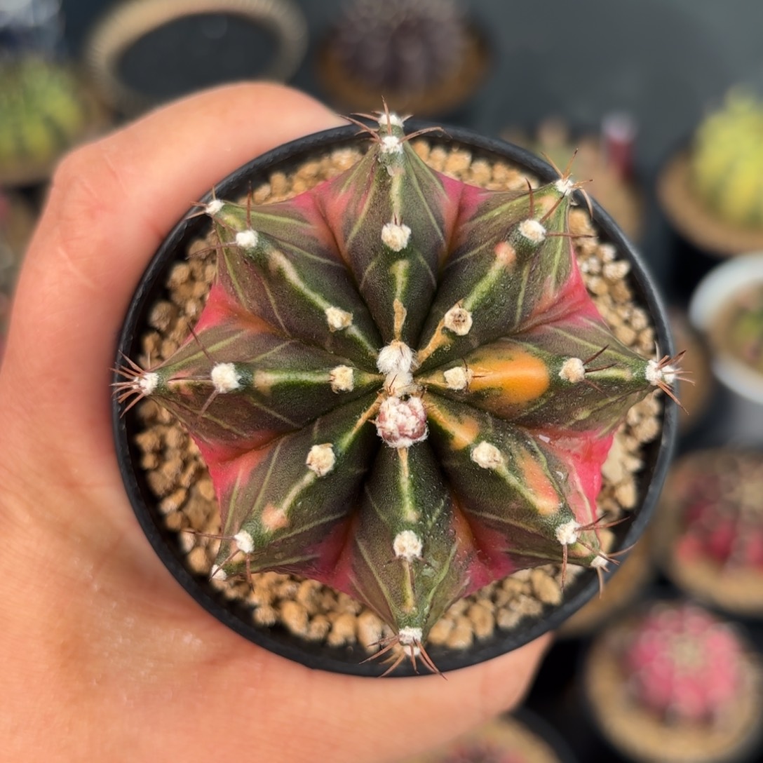 泰系米哈微瑕福利实生7号