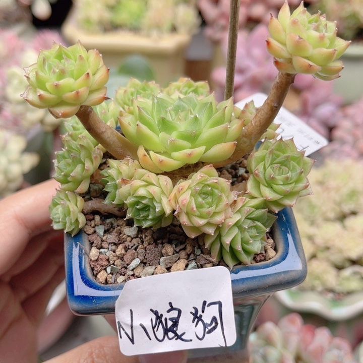 D***n705 带陶瓷盆发货 满28包邮