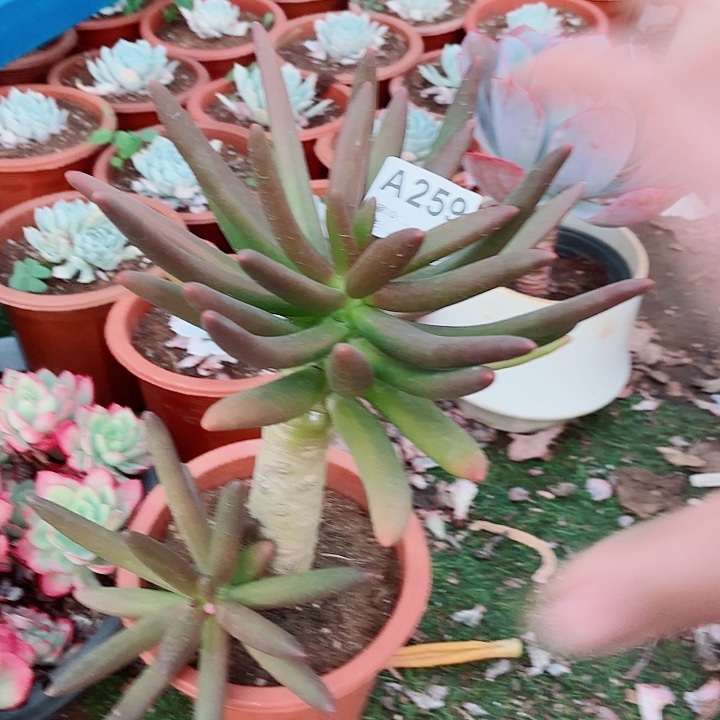 开***心椰子树多肉植物259