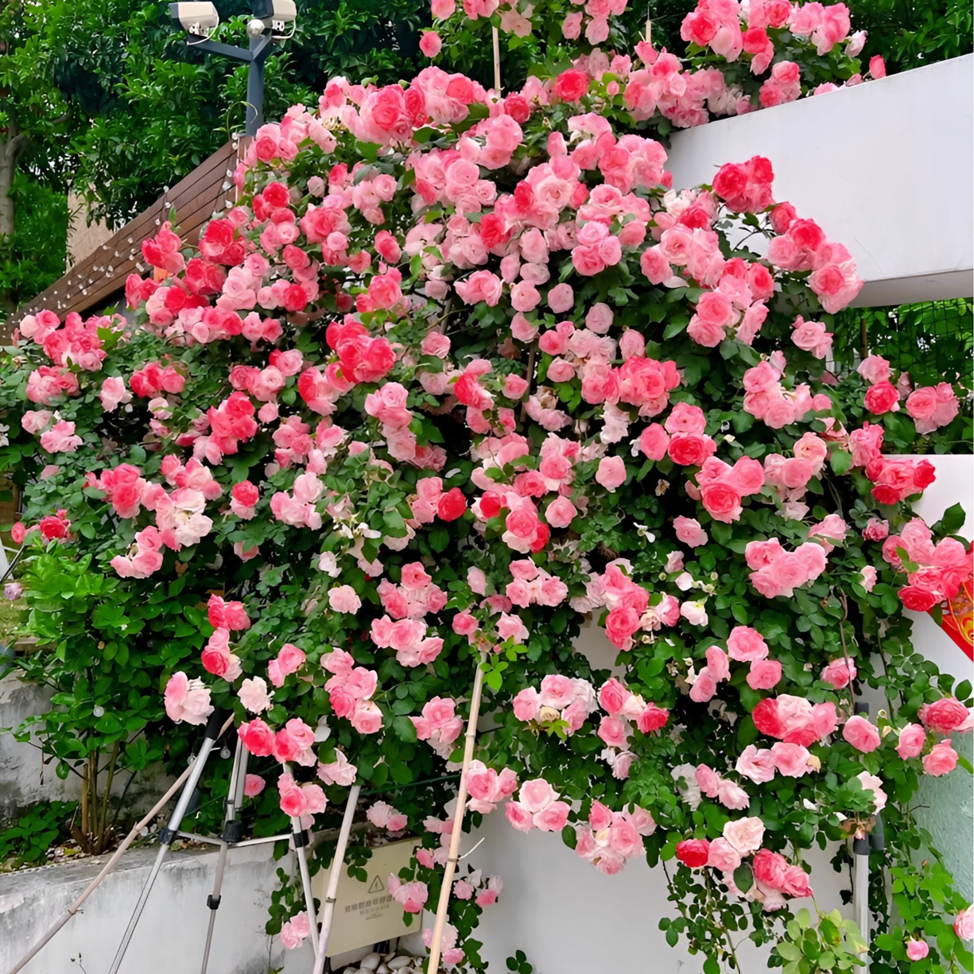 樱霞粉色果香藤本爬藤月季新品好养四季开花庭院爬藤爬墙花卉植物