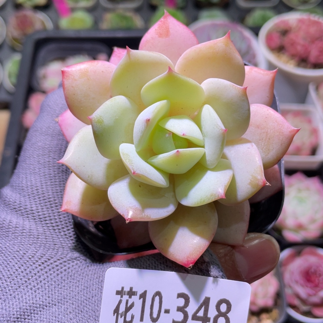 花利美10-348恋曲