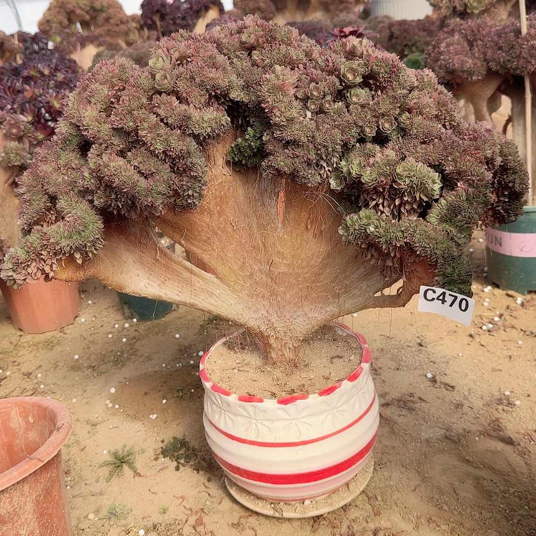 470万缀有伤一颗呀呀