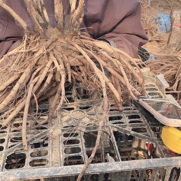 完全开放牡丹花开