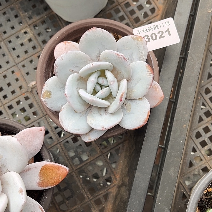 阿雅园艺。           3021雪莲