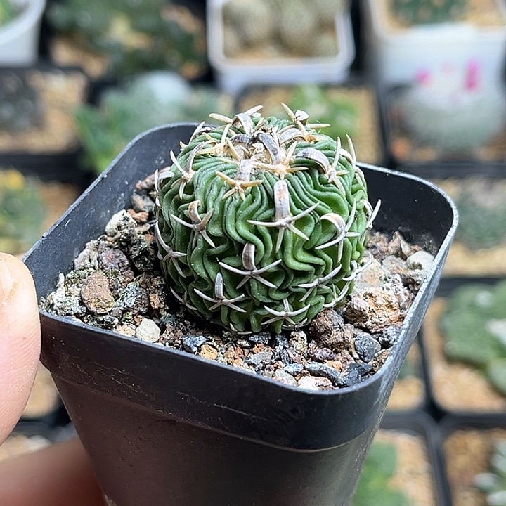 短豪刺太刀岚实生球3.1公分