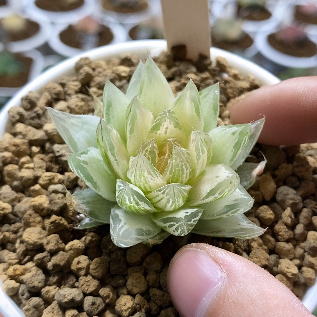 111糊斑红水晶哈哈哈哈哈