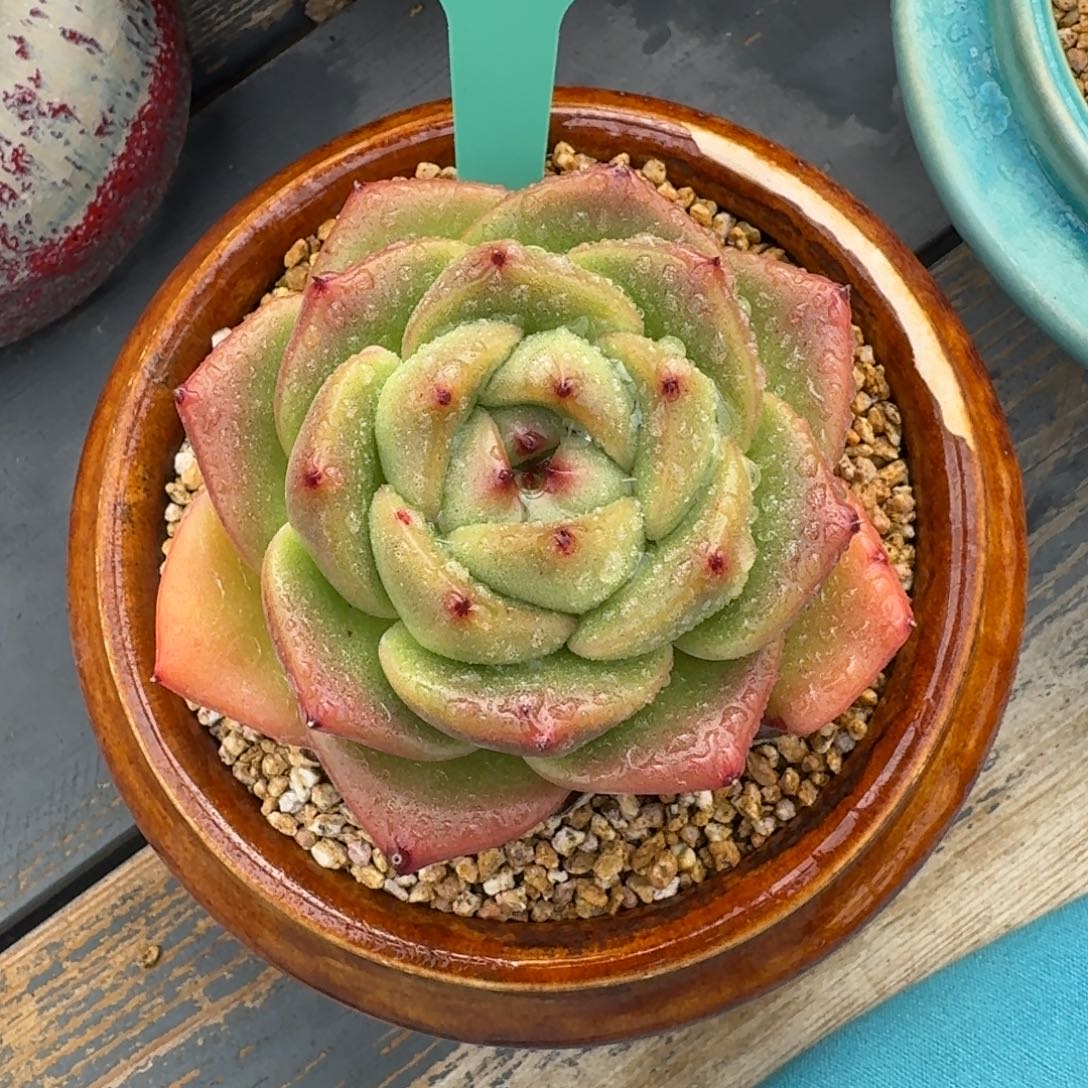 从前慢多肉精选编号1221.97