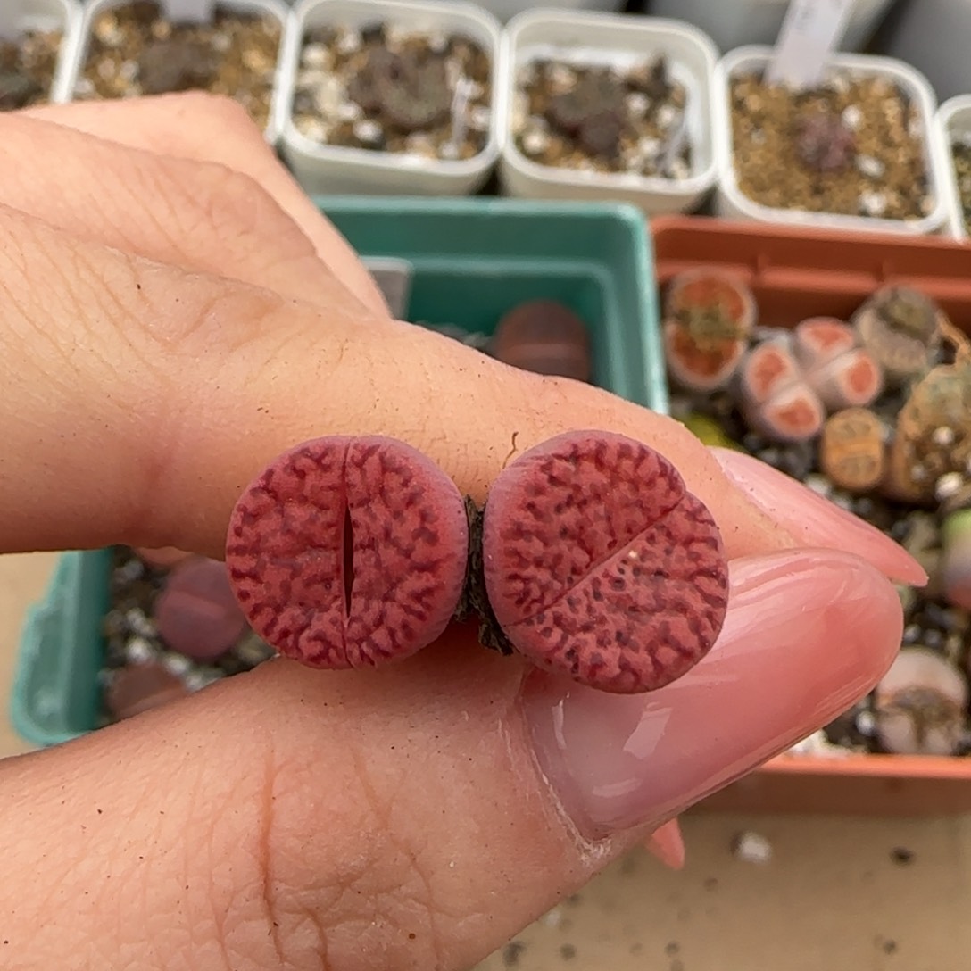 2.14。红。 小小  8006