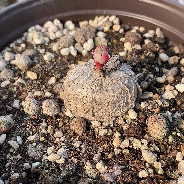 658玫瑰大戟一一一一一一一