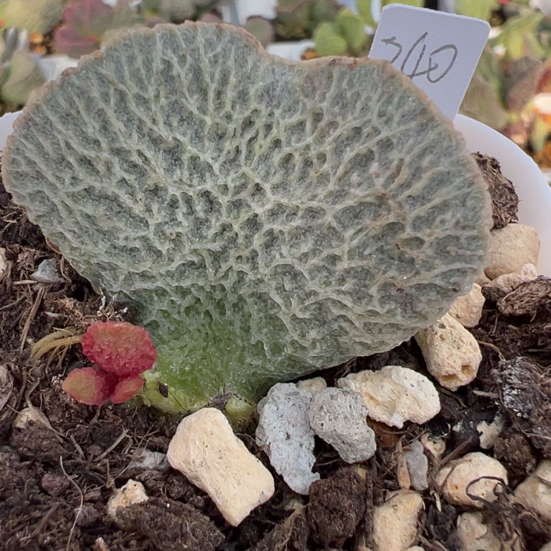 和路雪大苗多肉植物水泡