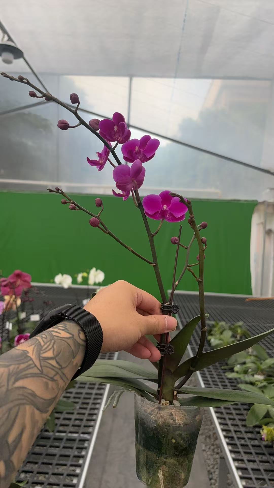 【满天红】植株高品質蝴蝶蘭基地直发种 植施肥观赏花卉