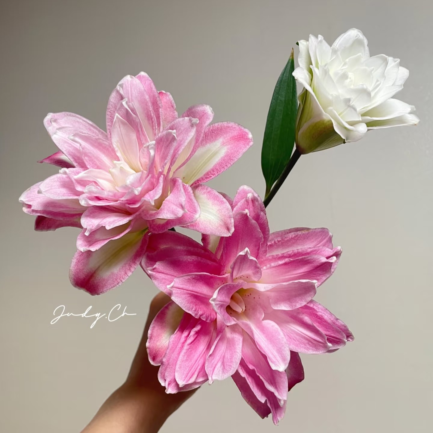 【大王】莲花之境 重瓣香水百合 同地址任意两单顺丰一单普通快递