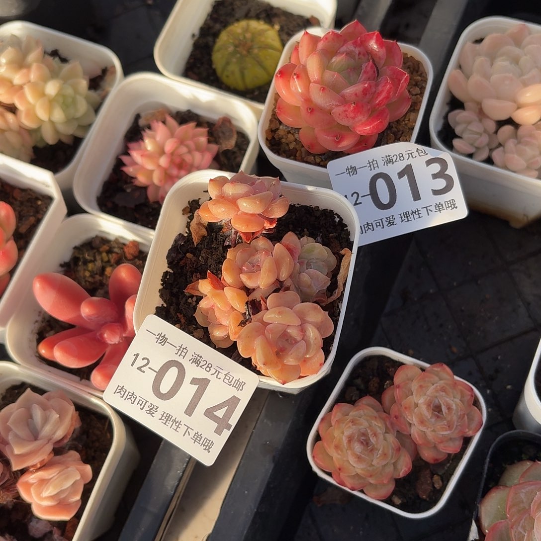 一***鹿优选珍妮无盆土发货