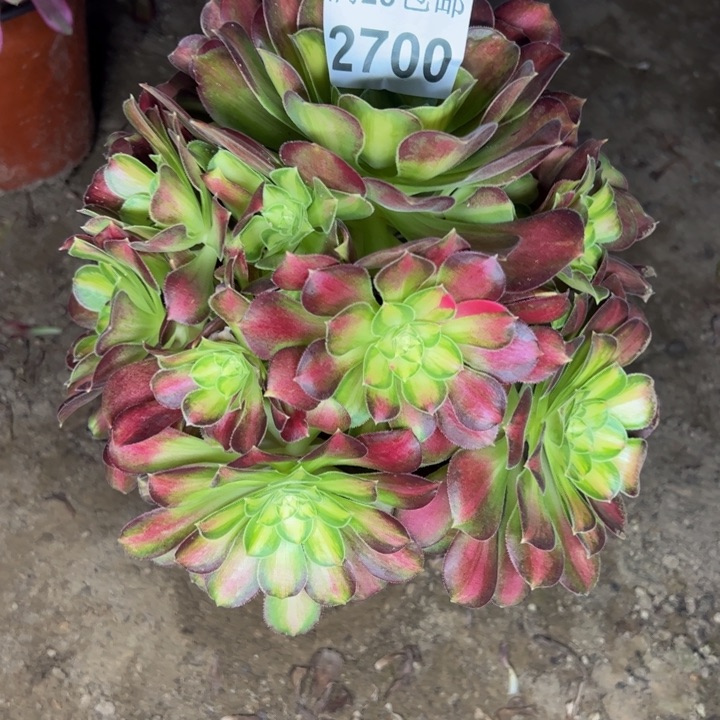 2700韶华多肉植物