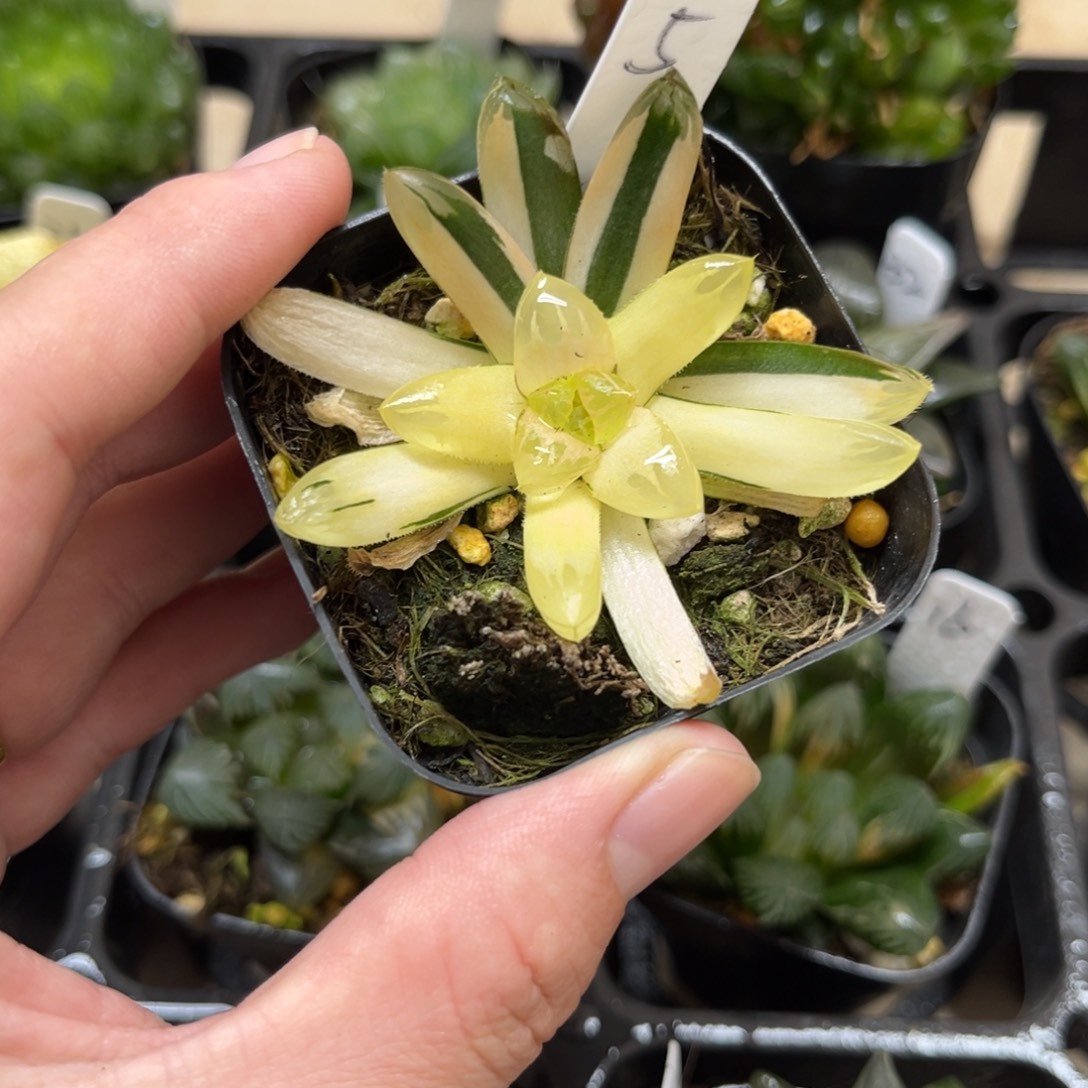 5花水晶玉露锦一物一拍