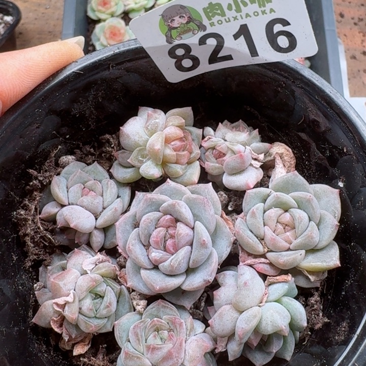 多肉植物多肉植物