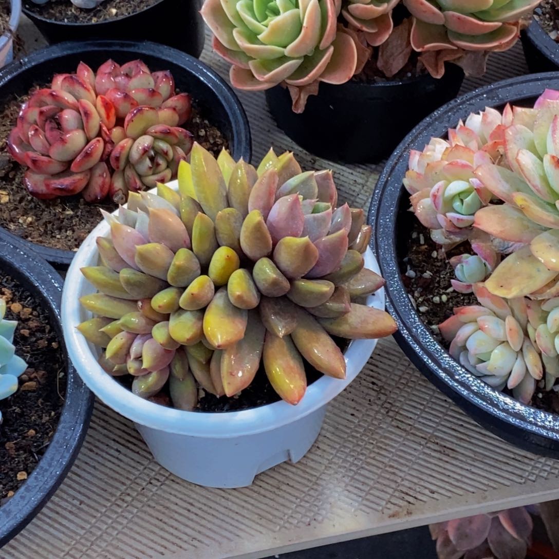 曙***&一物一拍多肉植物