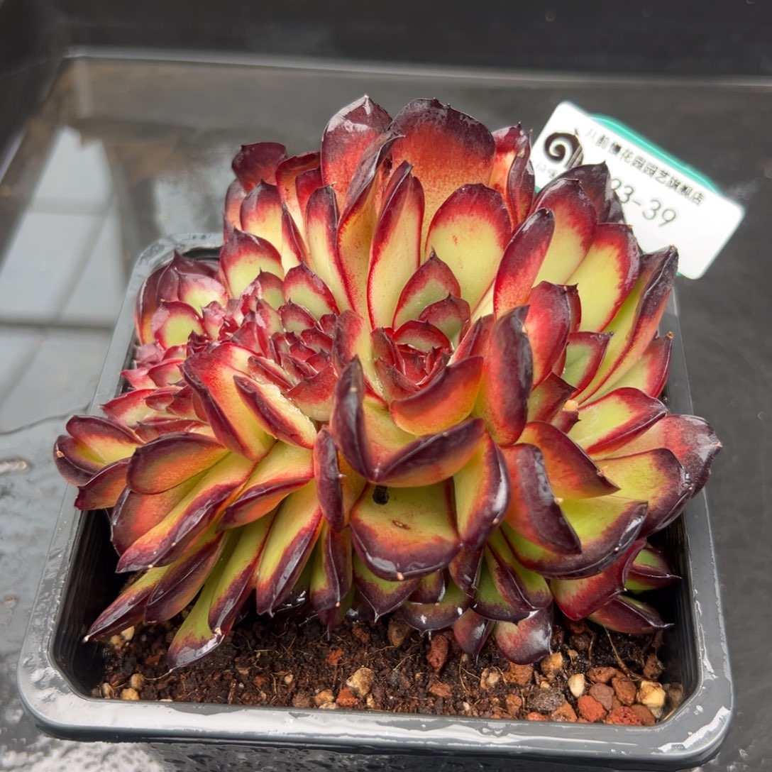 从前慢花园多肉编号1223-39