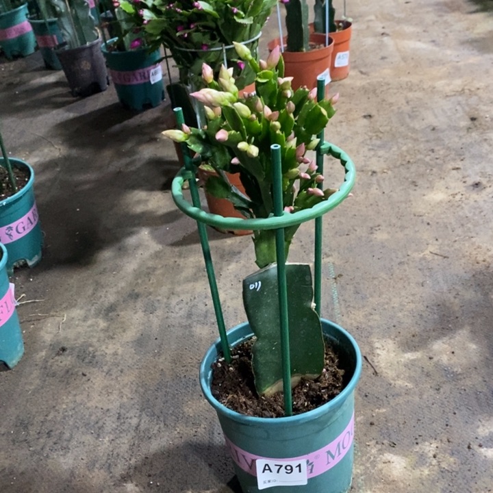 当前无花栽培后可以开花美**天791嫁接011