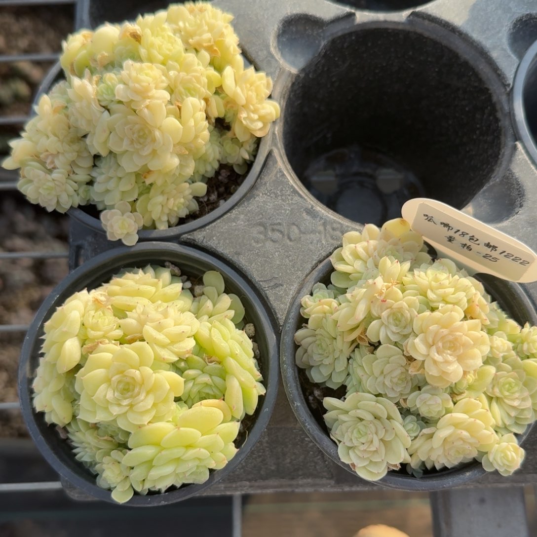 1222-025-麦秆不包整带盆土一颗