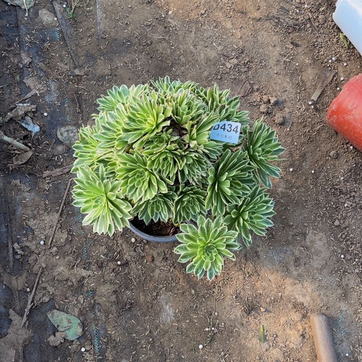 434碧浪多肉法师不包断枝