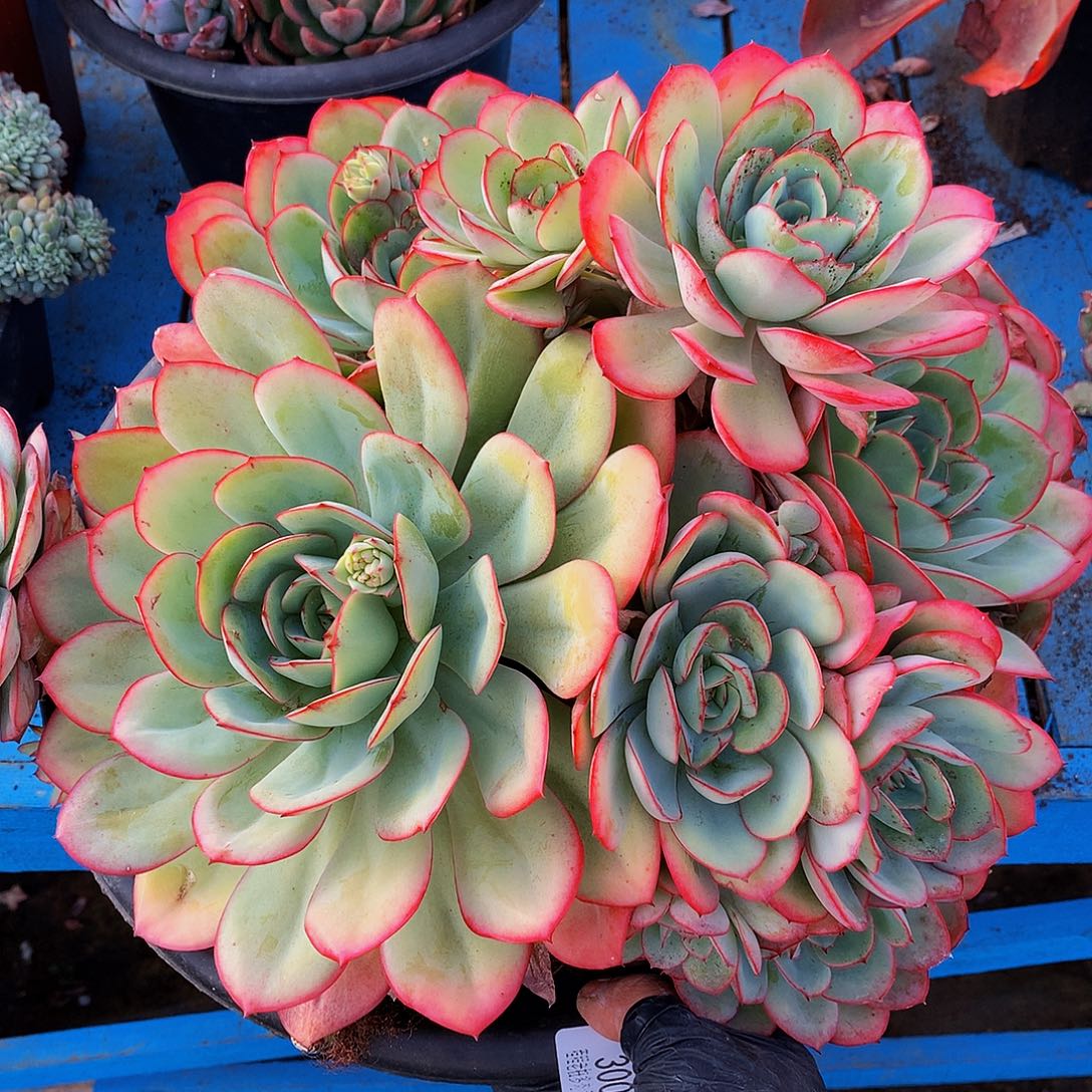 鈺***牡丹亭30053多肉多肉