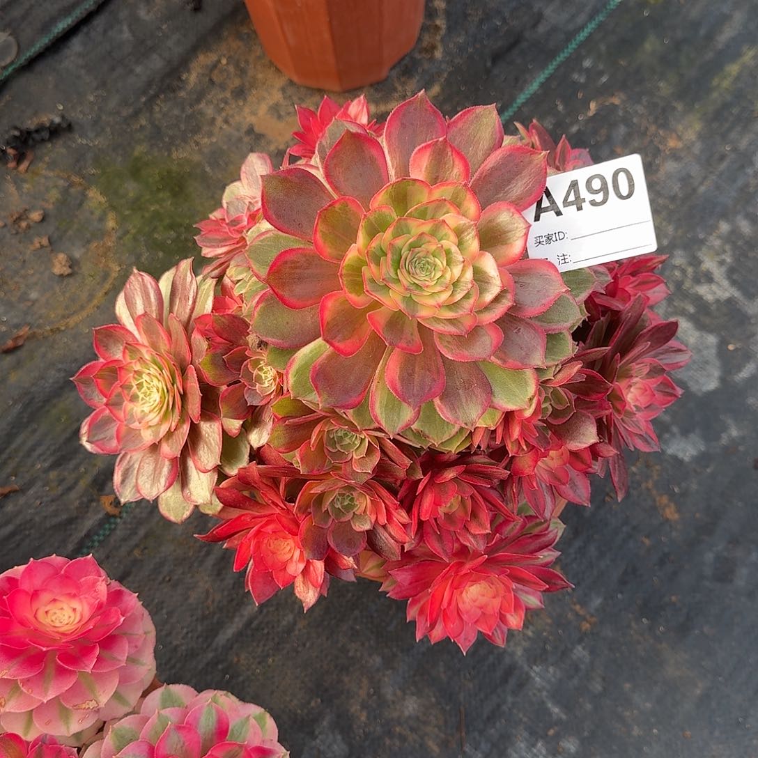 黑魔锦多肉法师490