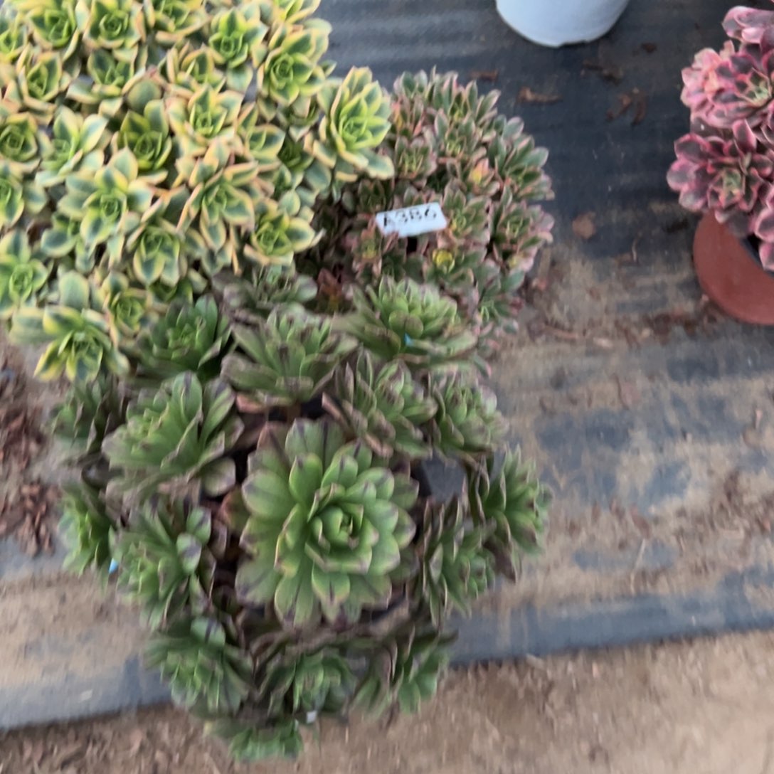 静***光386三颗组合多肉植物法师