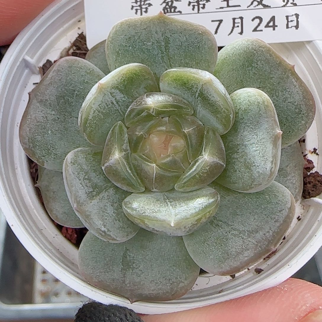 多肉0724-86白恋白恋