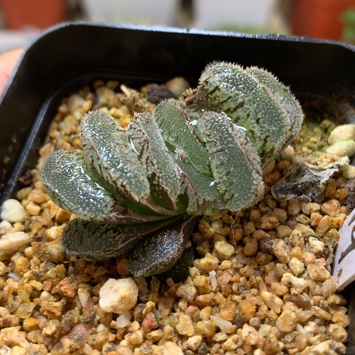 实生寿带盆土发货