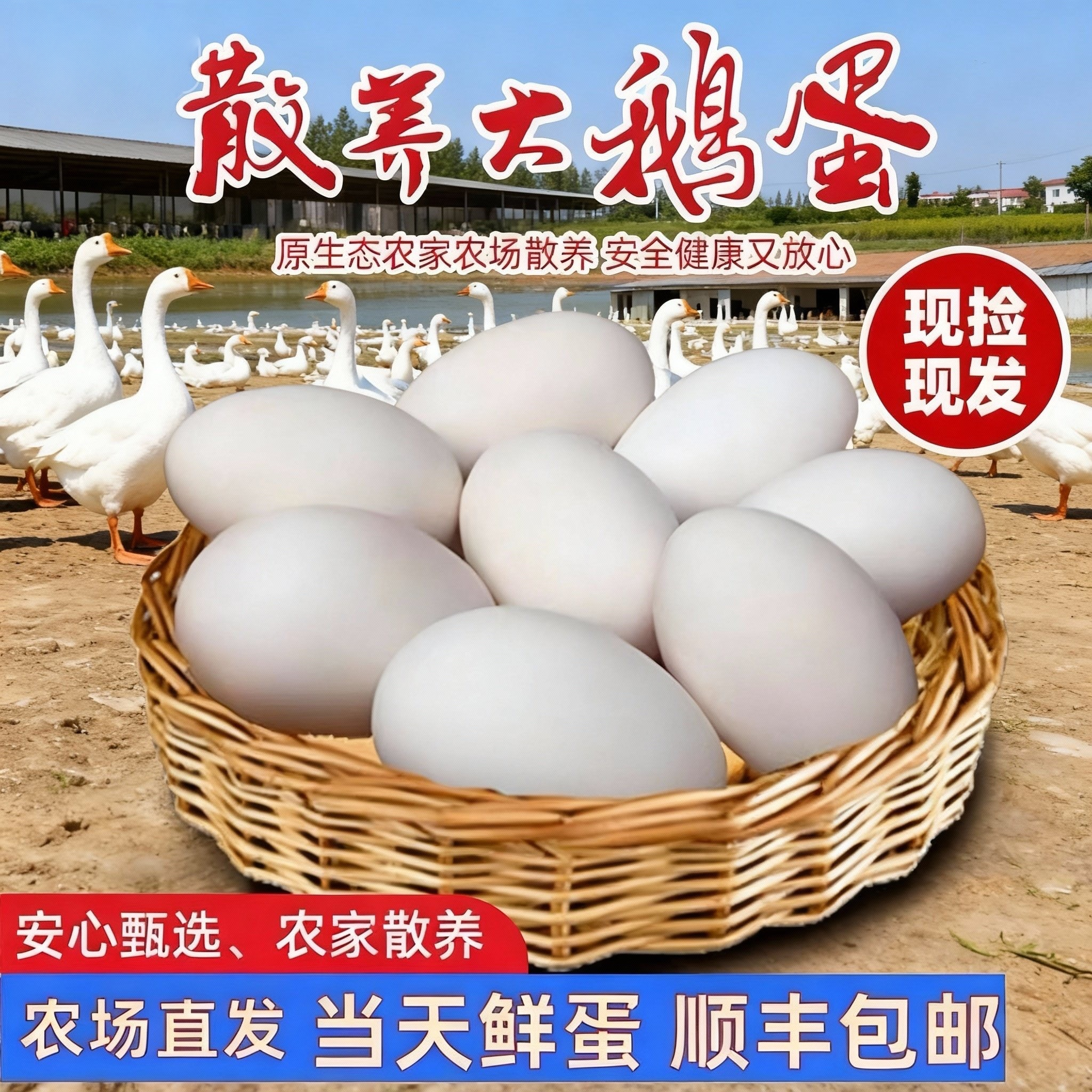 【6枚专拍】顺丰包邮农家土鹅蛋水库散养大鹅蛋现下现发新鲜保真