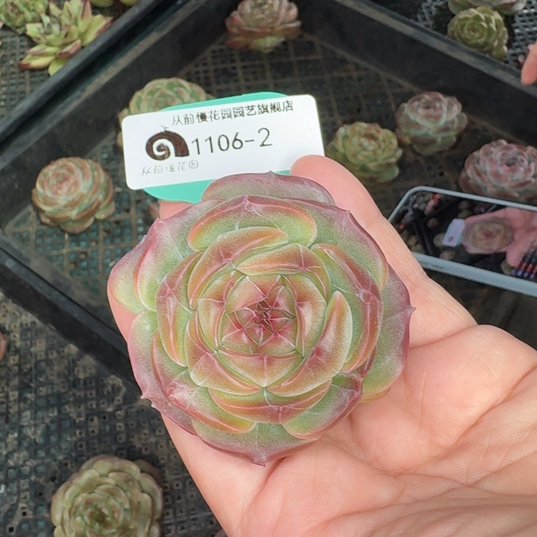 从前慢花园东云1106-2