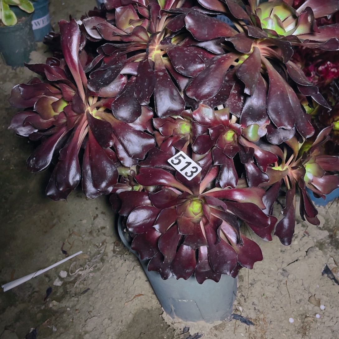 法师法师13–22包邮法师