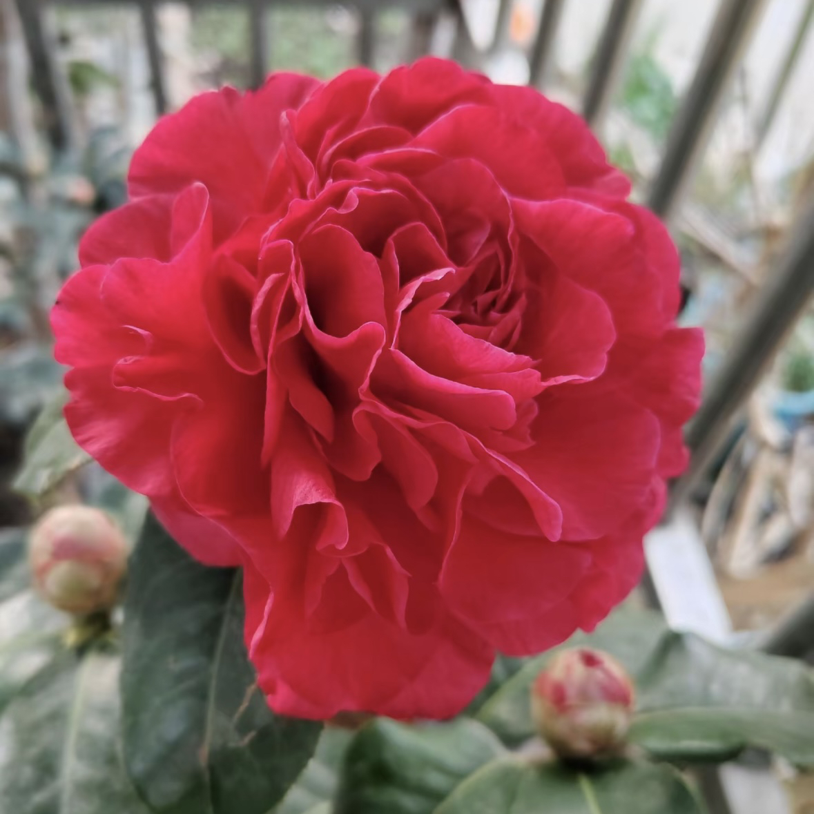 【西楚霸王】云南稀有品种茶花贵族7-11年靠接苗，高度1-1.4米