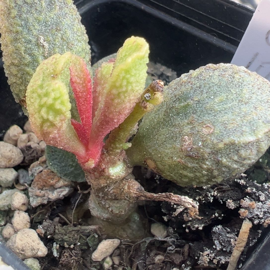 纯木质老桩实生多肉植物84