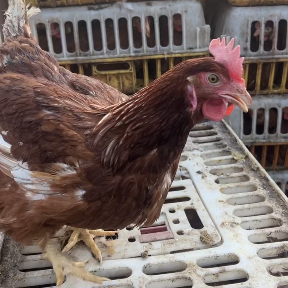 长尾红褐色适合新手喂养体态优美性格温顺宠物鸡可爱活泼