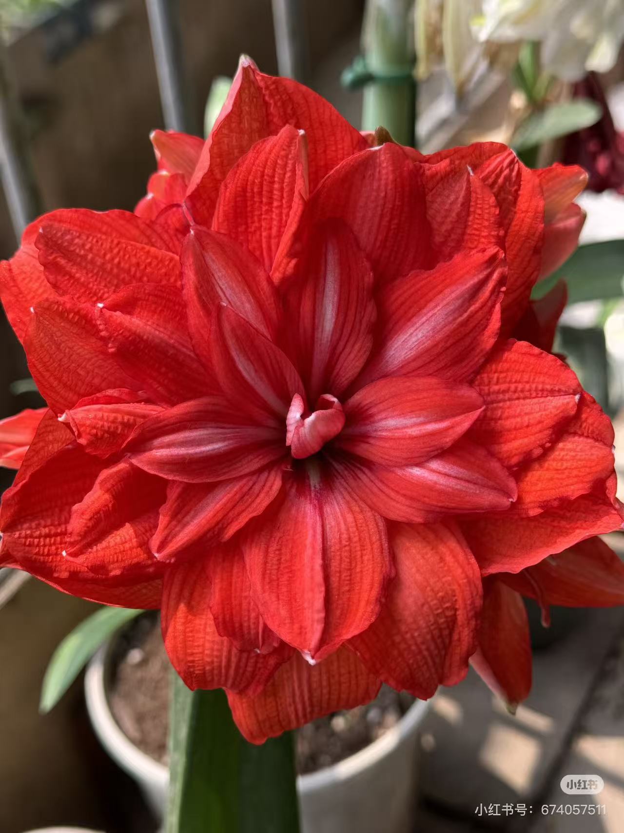 【卡罗琳娜】 包邮 二胖花园 朱顶红种球 自然球