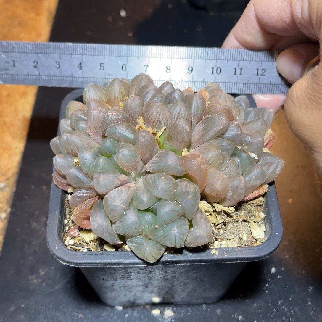 紫姬玉露大群一物一拍