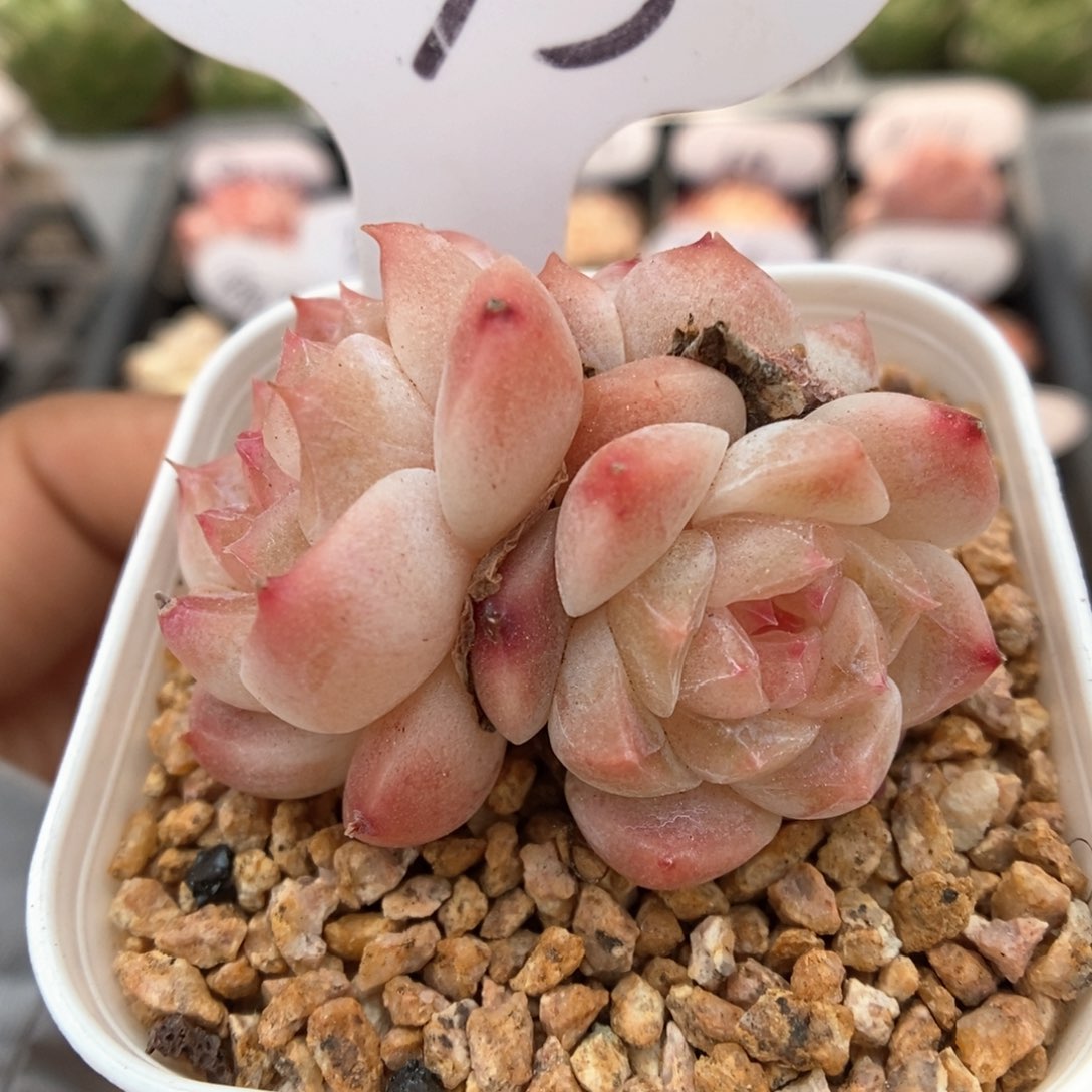 糖心粉魄三头7093号