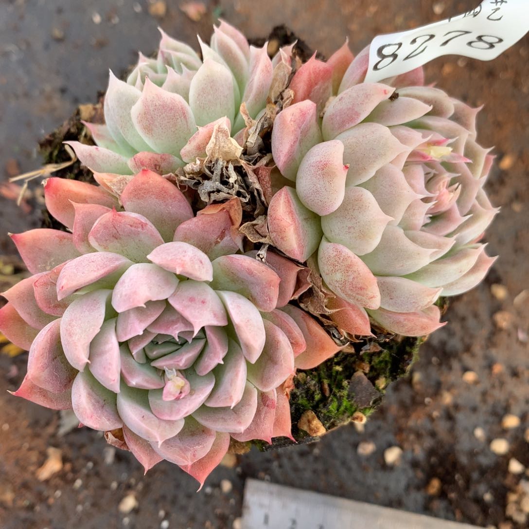 8278杂交多肉老桩