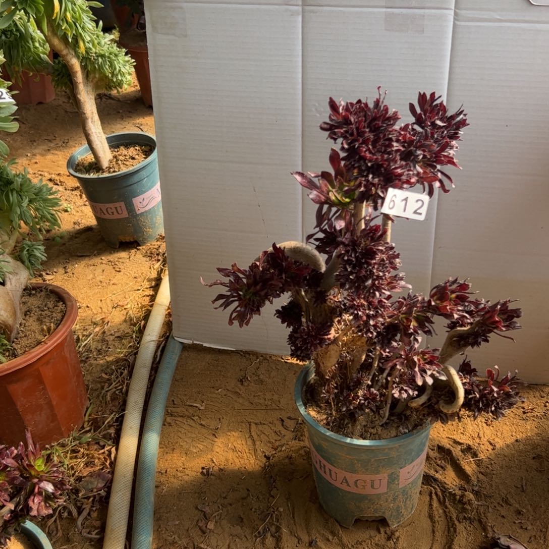 有伤黑缀612高35