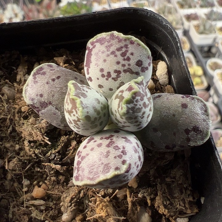 丸叶海豹多肉水泡植物